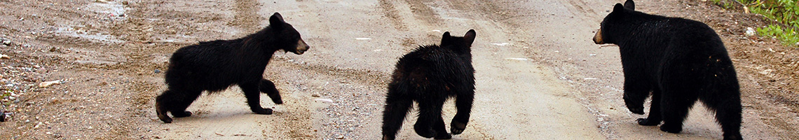 bear monitoring wildlife studies